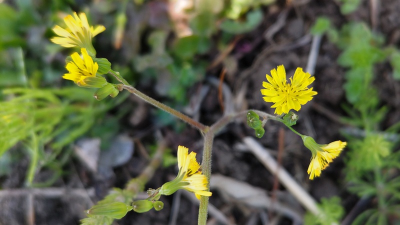 オニタビラコの花 横浜市旭区鶴ヶ峰本町
