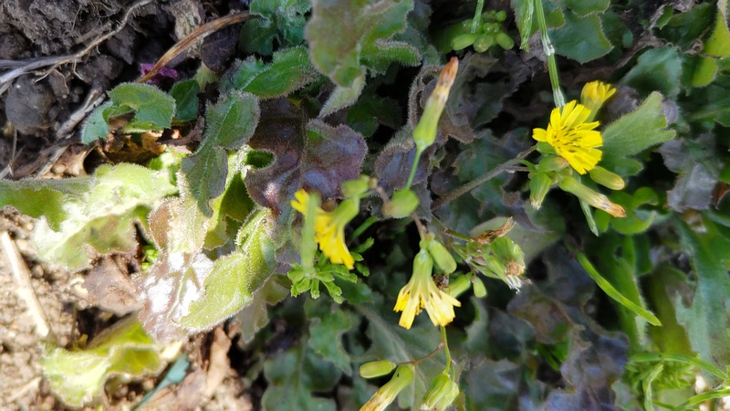 オニタビラコの花 横浜市旭区鶴ヶ峰本町