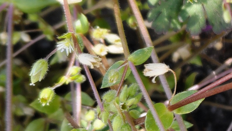 ハコベ 横浜市旭区鶴ヶ峰本町