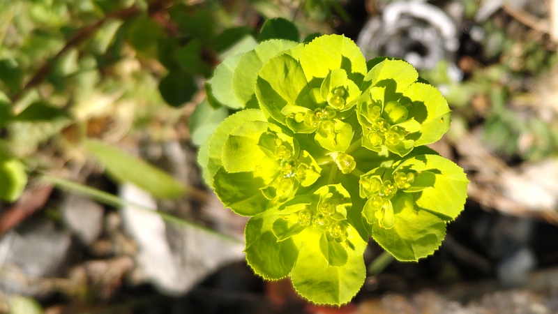 トウダイグサ 横浜市旭区鶴ヶ峰本町