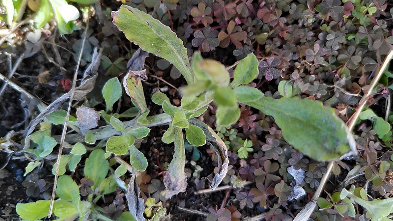 ウラジロチチコグサ 横浜市旭区鶴ヶ峰本町