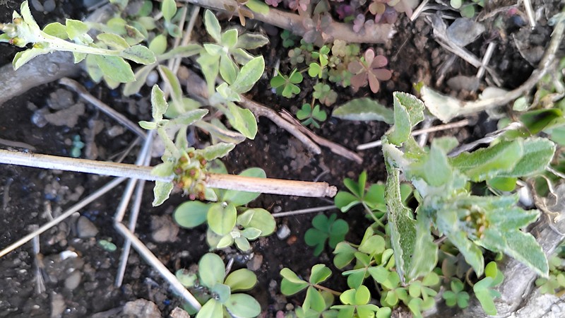 ウラジロチチコグサ 横浜市旭区鶴ヶ峰本町