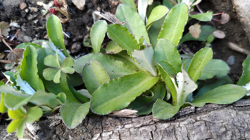 ウラジロチチコグサ 横浜市旭区鶴ヶ峰本町