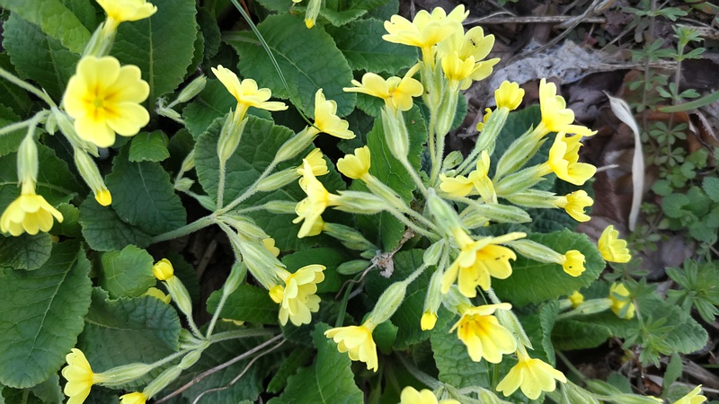 キバナノクリンザクラ 横浜市旭区今宿南町