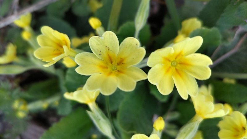 キバナノクリンザクラ 横浜市旭区今宿南町