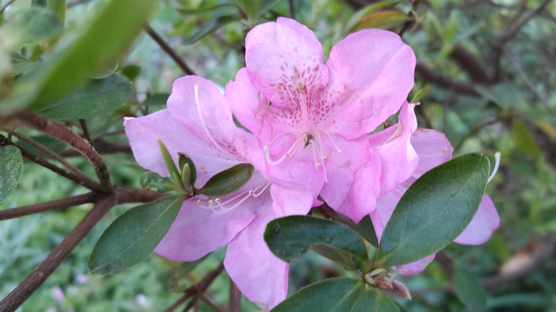 オオムラサキツツジの花 横浜市旭区今宿南町
