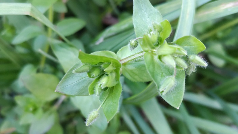 ハコベ 横浜市旭区今宿南町