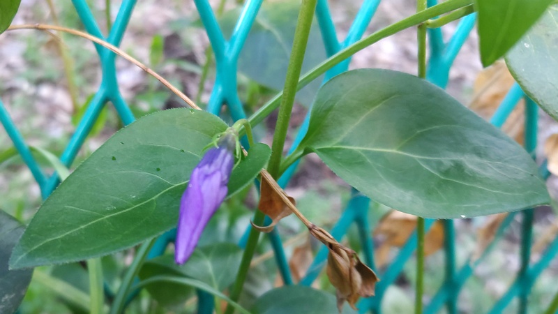 ツルニチニチソウ 横浜市旭区今宿南町