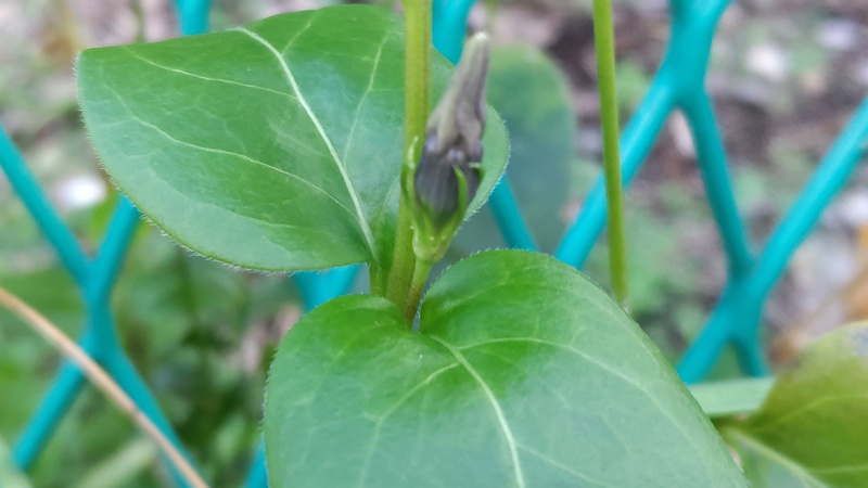 ツルニチニチソウ 横浜市旭区今宿南町