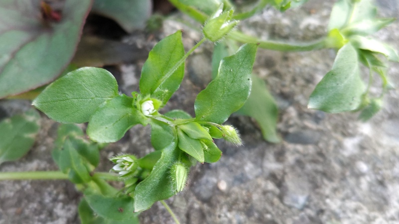 ハコベ 横浜市旭区今宿南町