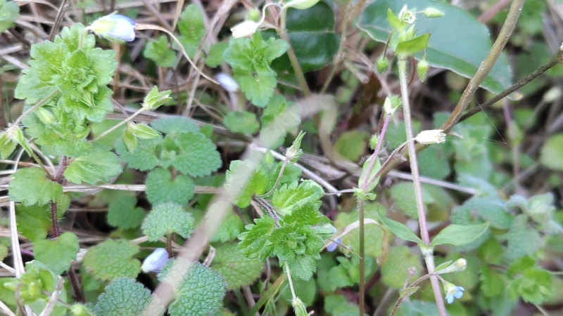 オオイヌノフグリとタチイヌノフグリ 横浜市旭区今宿南町