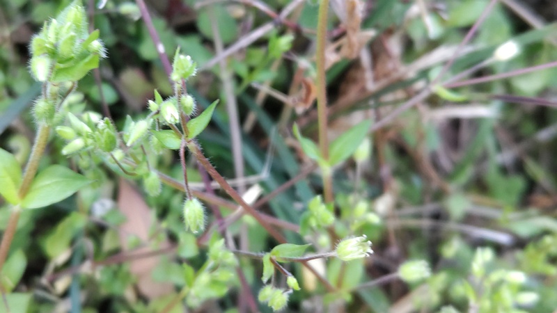 ハコベ 横浜市旭区今宿南町
