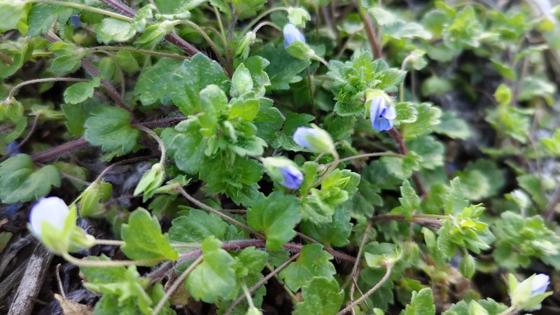 オオイヌノフグリ 横浜市旭区今宿南町