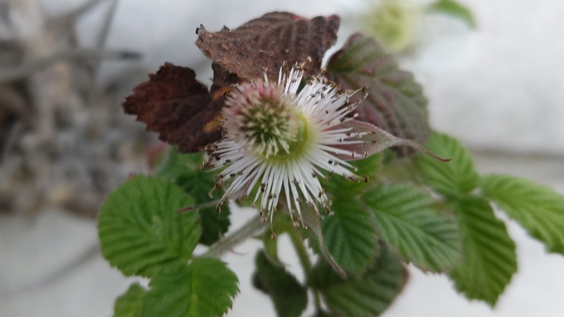 クサイチゴ 横浜市旭区今宿南町