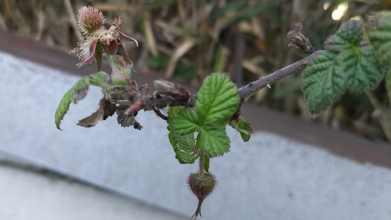 クサイチゴ 横浜市旭区今宿南町