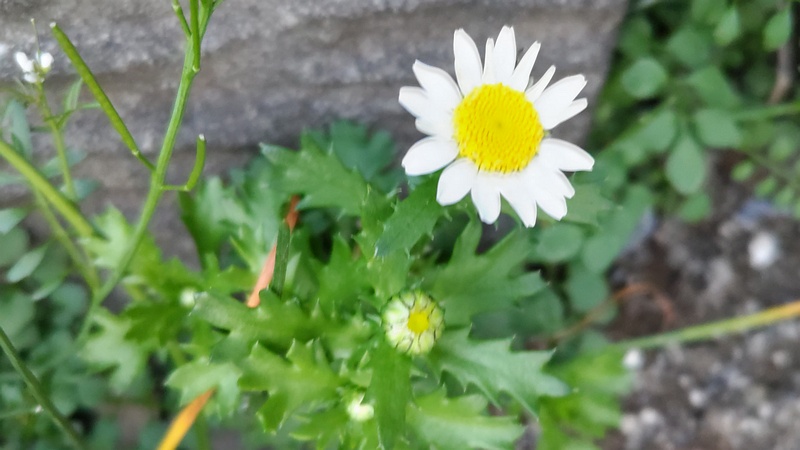 カンシロギク 横浜市旭区中沢町