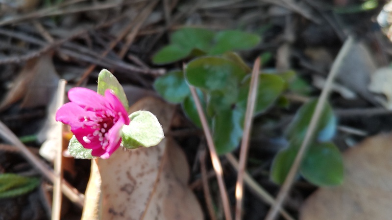 ユキワリソウの花 東京都大田区平和島公園