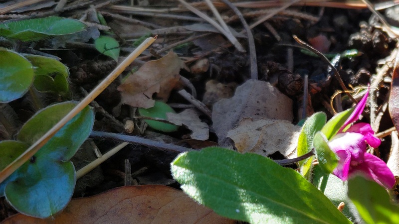 ユキワリソウの花 東京都大田区平和島公園