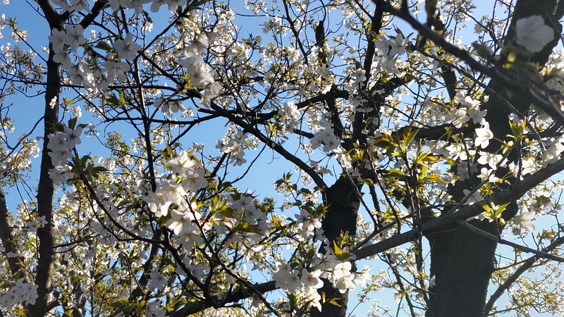 オオシマザクラ 東京都大田区平和島公園