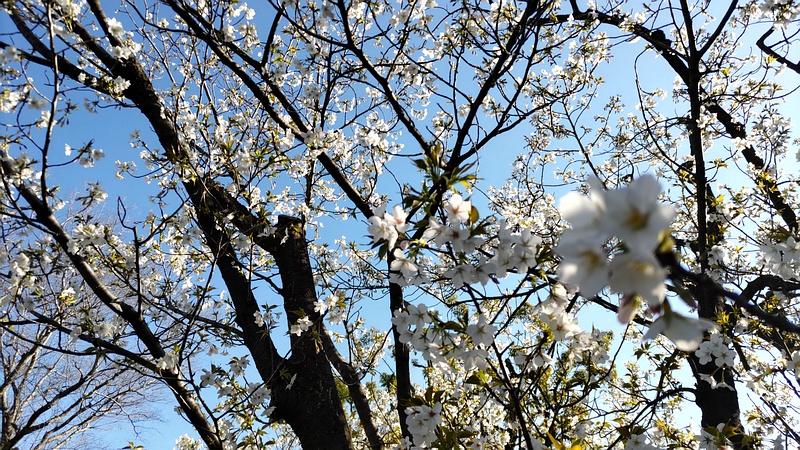 オオシマザクラ 東京都大田区平和島公園