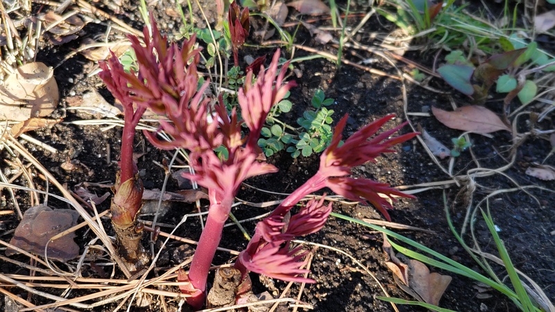 ボタンの新芽 東京都大田区平和島公園