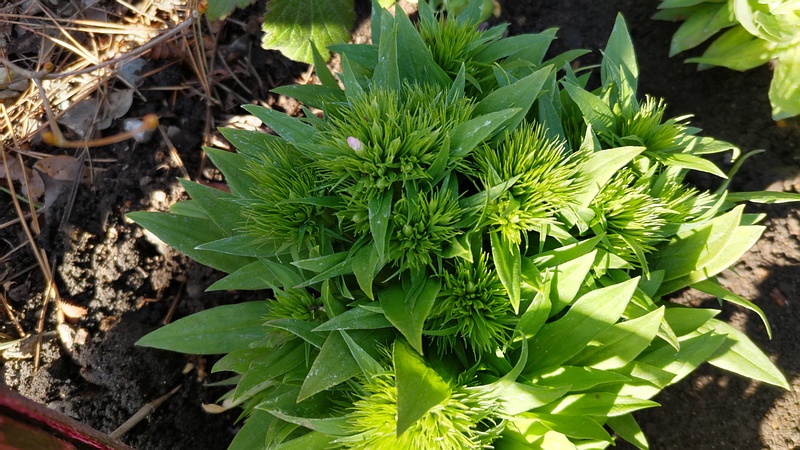 ビジョナデシコ 東京都大田区平和島公園