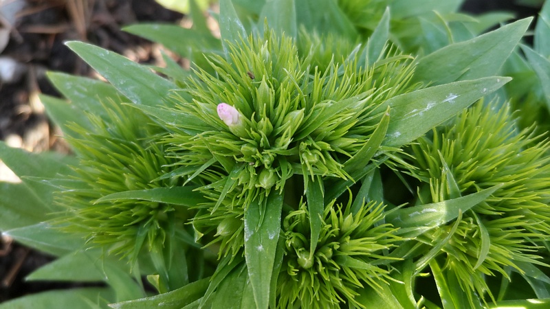 ビジョナデシコ 東京都大田区平和島公園