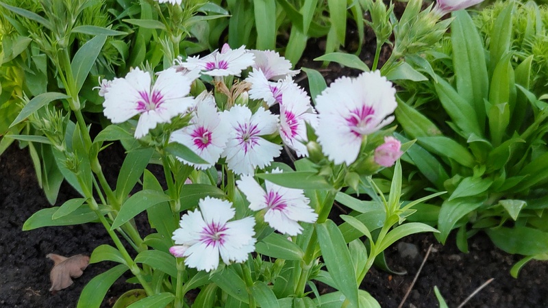 ビジョナデシコの花 東京都大田区平和島公園