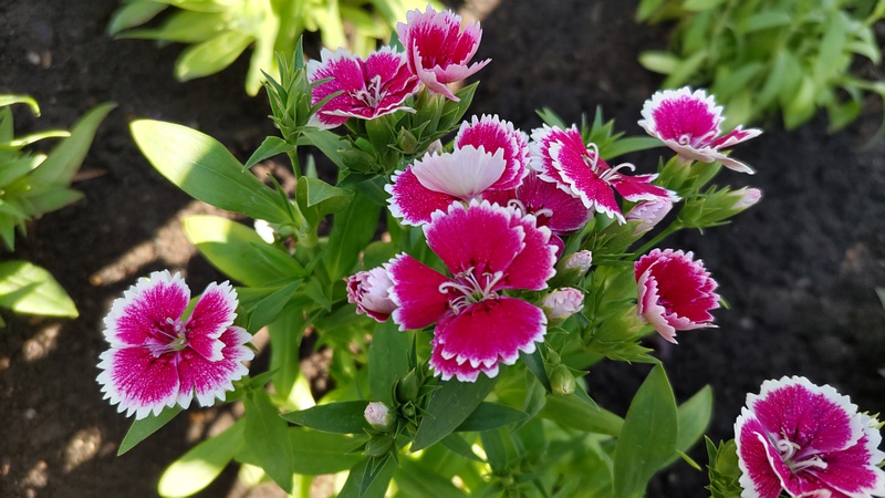 ビジョナデシコの花 東京都大田区平和島公園