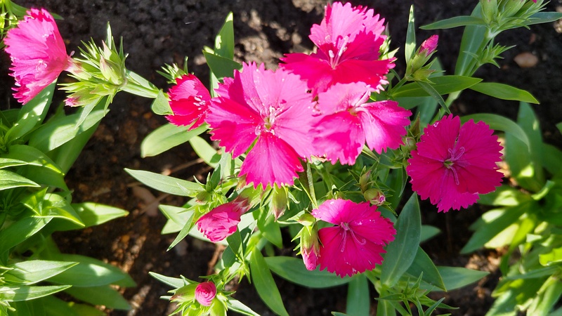 ビジョナデシコの花 東京都大田区平和島公園