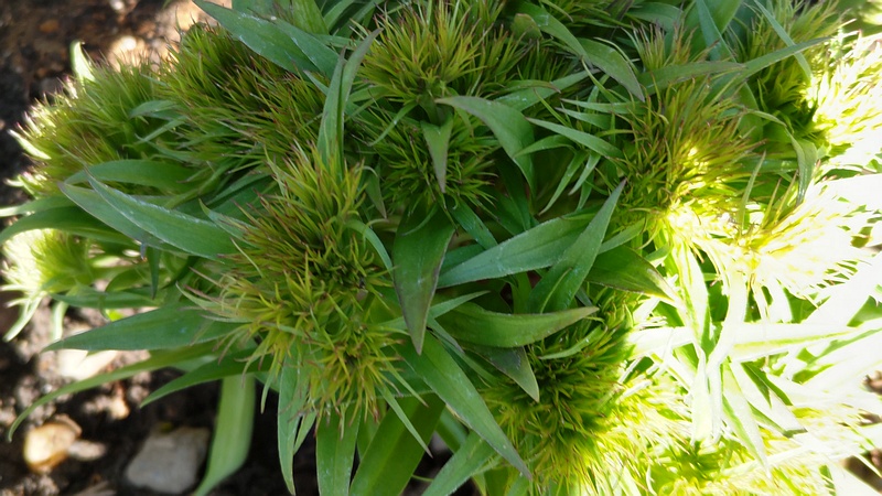 ビジョナデシコ 東京都大田区平和島公園