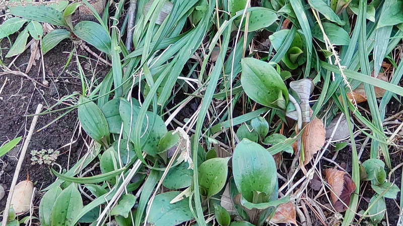 タイワンホトトギス 東京都大田区平和島公園