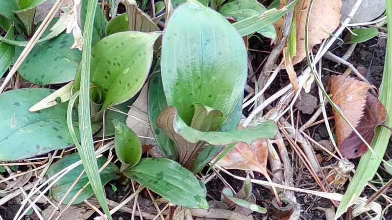 タイワンホトトギス 東京都大田区平和島公園