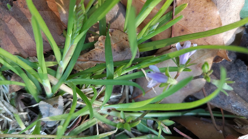 サギゴケの花とスズメノカタビラ 東京都大田区平和島公園