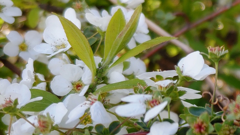 ユキヤナギの果実とユキヤナギアブラムシ 東京都大田区大和大橋
