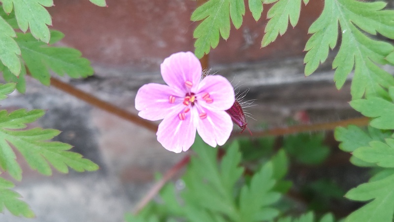 ヒメフウロの花 横浜市旭区中希望が丘