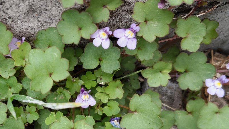 ツタバウンランの花 横浜市旭区中沢町