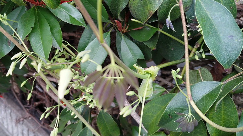 ムベの蕾 横浜市旭区中沢町