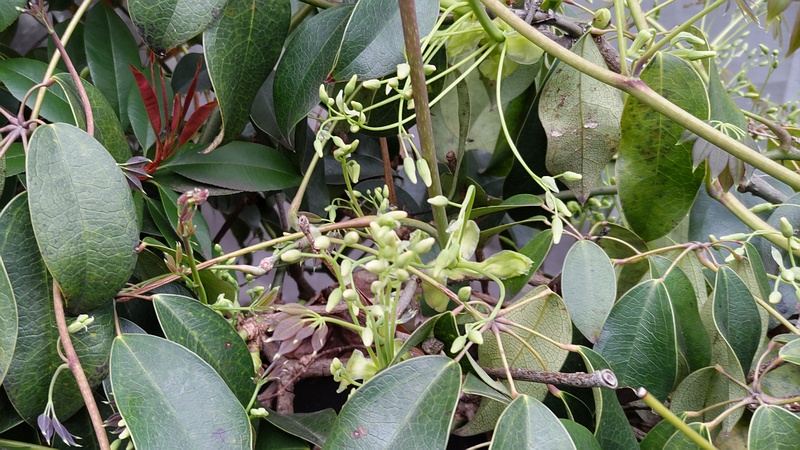 ムベの蕾 横浜市旭区中沢町