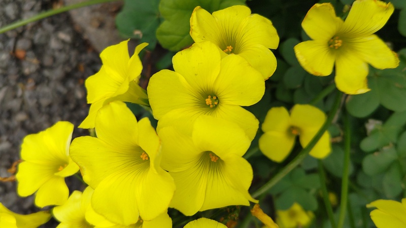 オオキバナカタバミの花 横浜市旭区中沢町