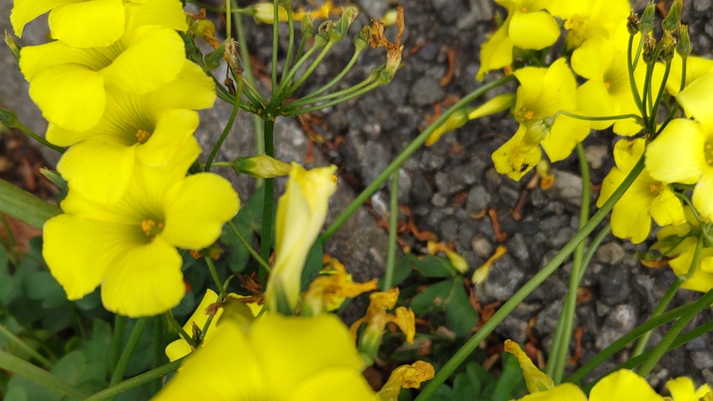オオキバナカタバミの花 横浜市旭区中沢町