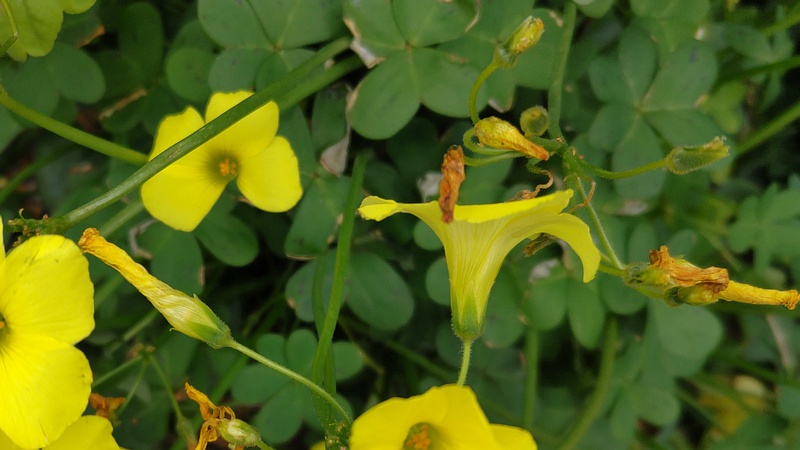 オオキバナカタバミの花 横浜市旭区中沢町