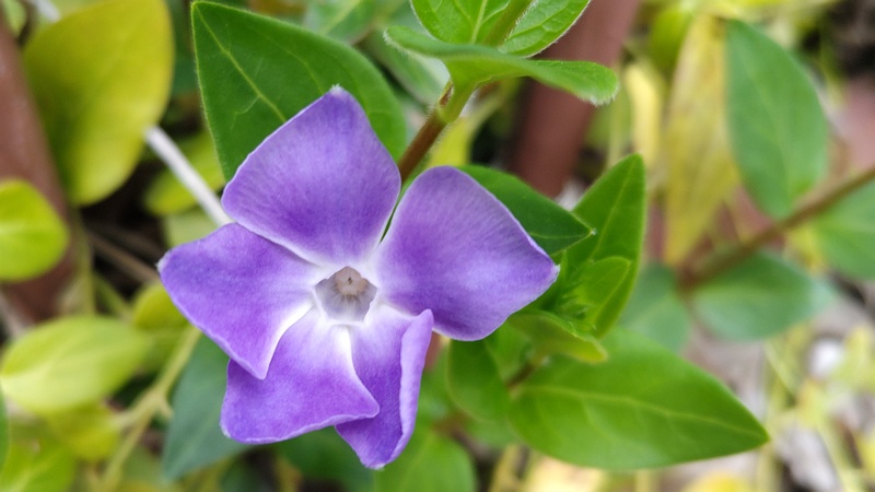 ツルニチニチソウの花 横浜市旭区中沢町清水ヶ丘公園