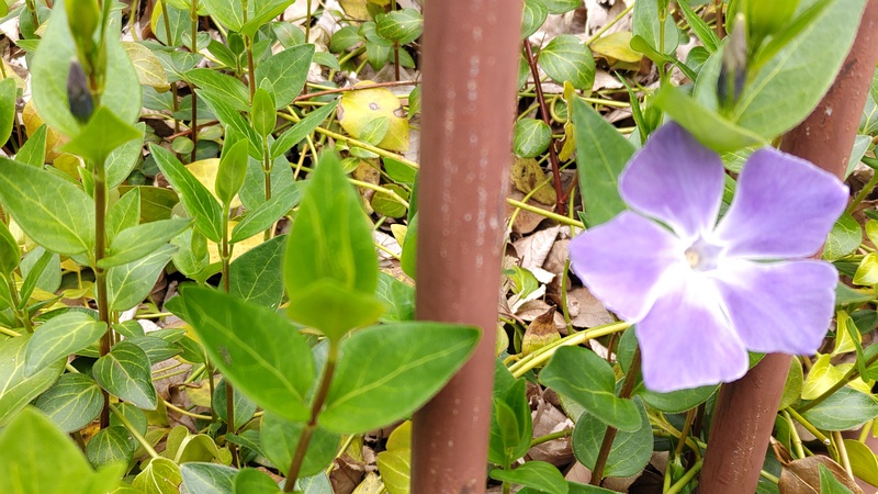 ツルニチニチソウの花 横浜市旭区中沢町清水ヶ丘公園