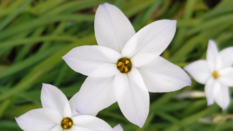 ハナニラの花 横浜市旭区今川町今川公園