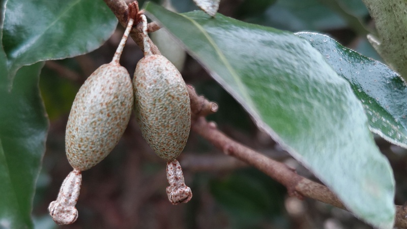 オオバグミの果実 横浜市旭区今川町今川公園