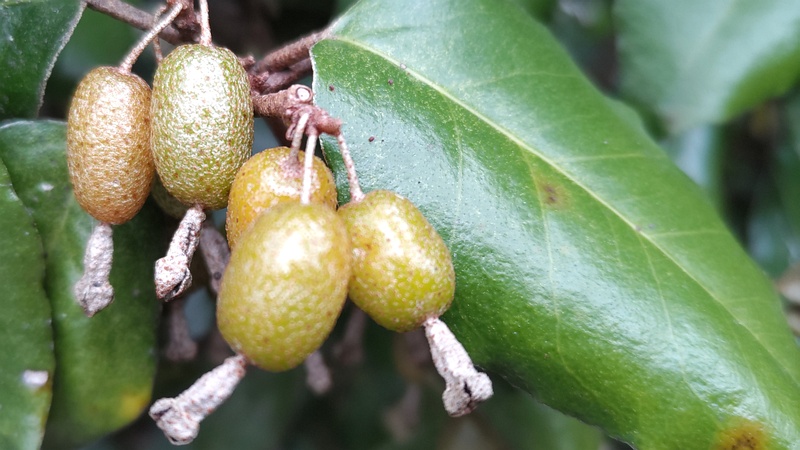 オオバグミの果実 横浜市旭区今川町今川公園
