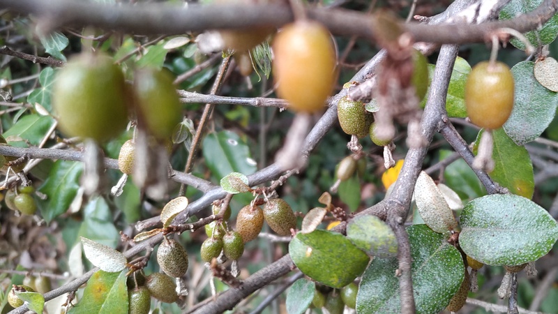 オオバグミの果実 横浜市旭区今川町今川公園