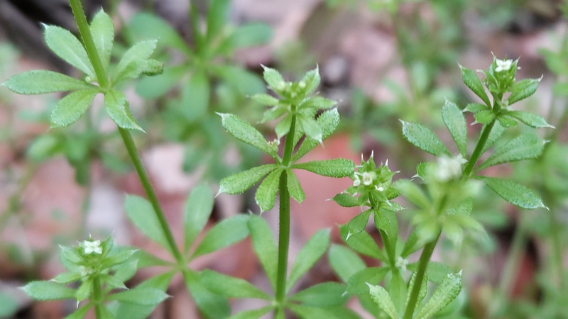 ヤエムグラの花 横浜市旭区今川町今川公園