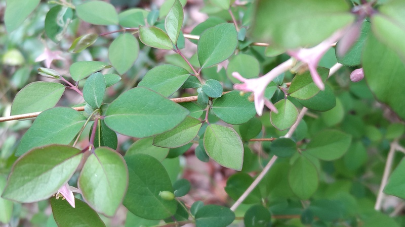 ウグイスカグラの花 横浜市旭区今川町今川公園